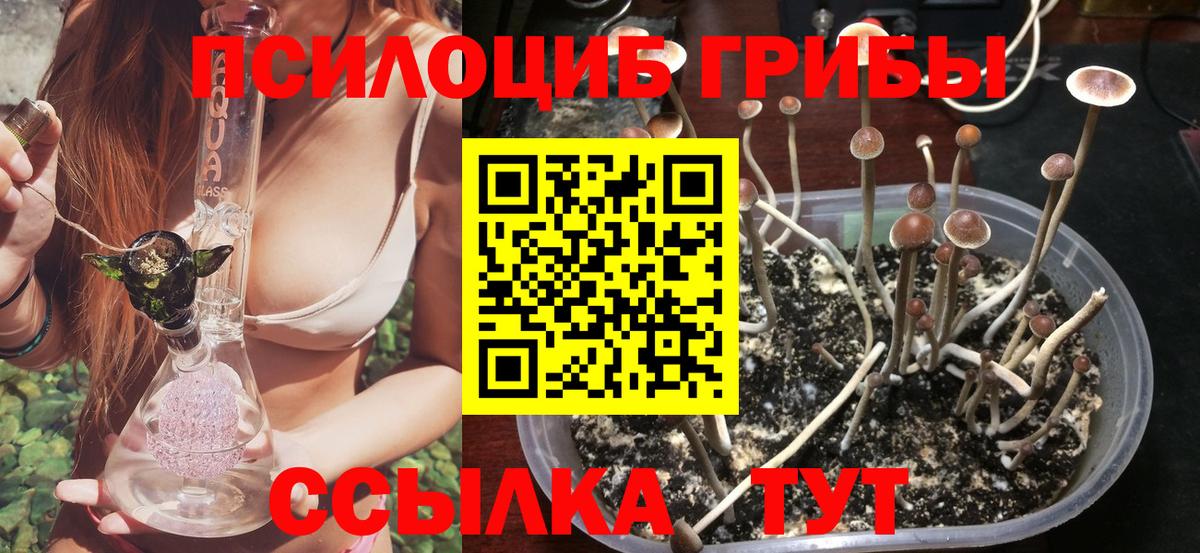 Сухой Лог  купить закладку  Вход с VPN  Псилоцибиновые грибы Psilocybe 